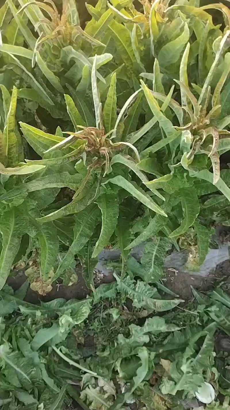 陕西渭南红叶莴笋，质量好，可装半挂！