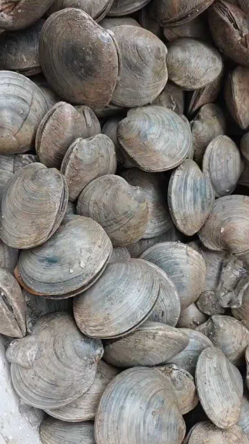 【推荐】月亮贝对接全国可视频看货欢迎下单咨询