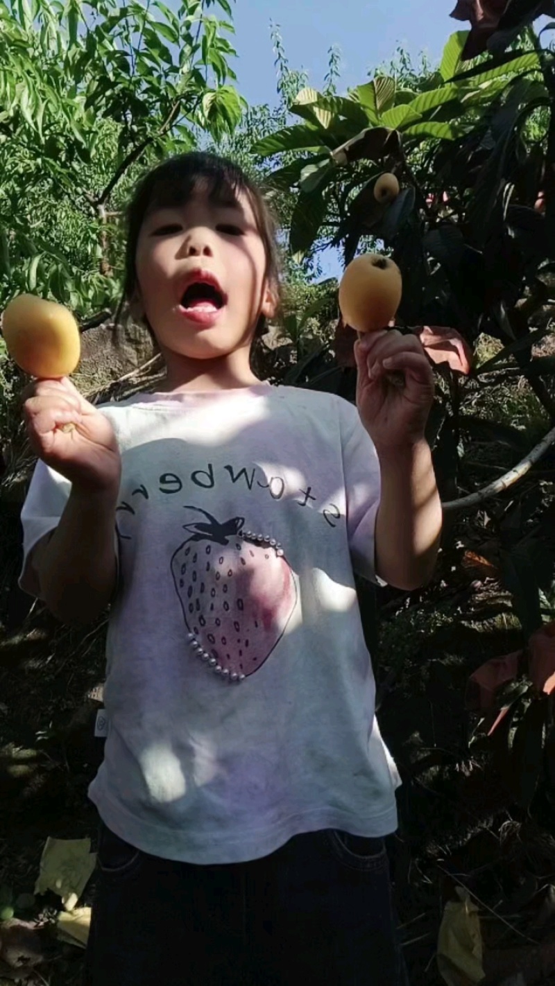 枇杷成熟，好甜不酸，产地直供！