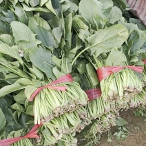 陆地精品菠菜大量上市需要联系质量保证，，