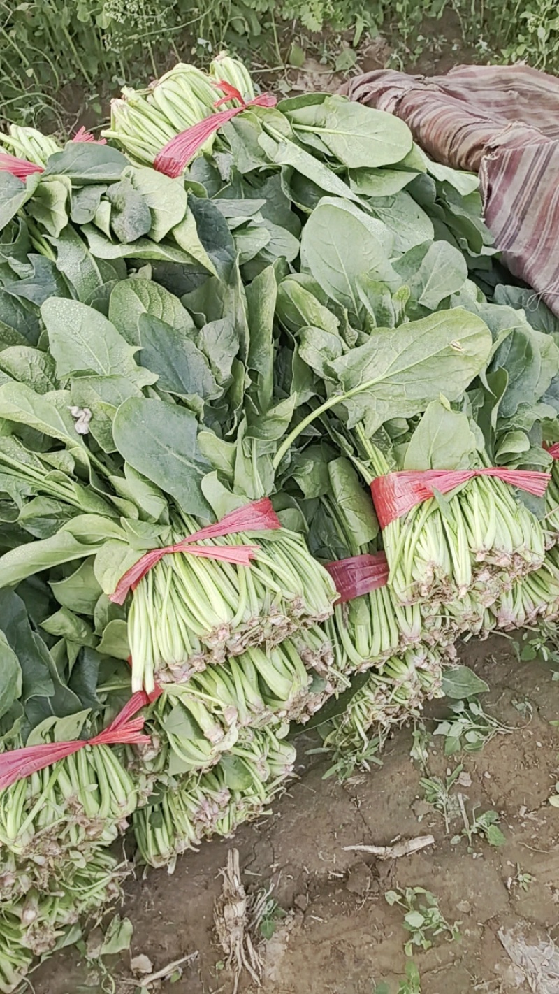 陆地精品菠菜大量上市需要联系质量保证，，