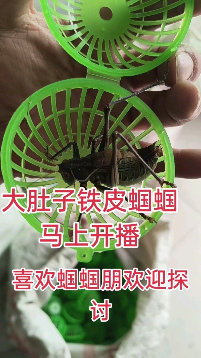 【老北京宝可梦】狼牙山纯种蝈蝈，平谷蝈蝈份房直供保质保量