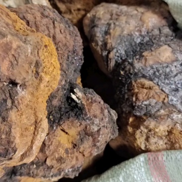 白桦茸桦树茸各种规格2斤起包邮量大从优