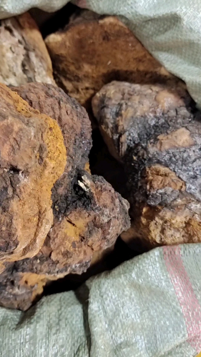 白桦茸桦树茸各种规格2斤起包邮量大从优
