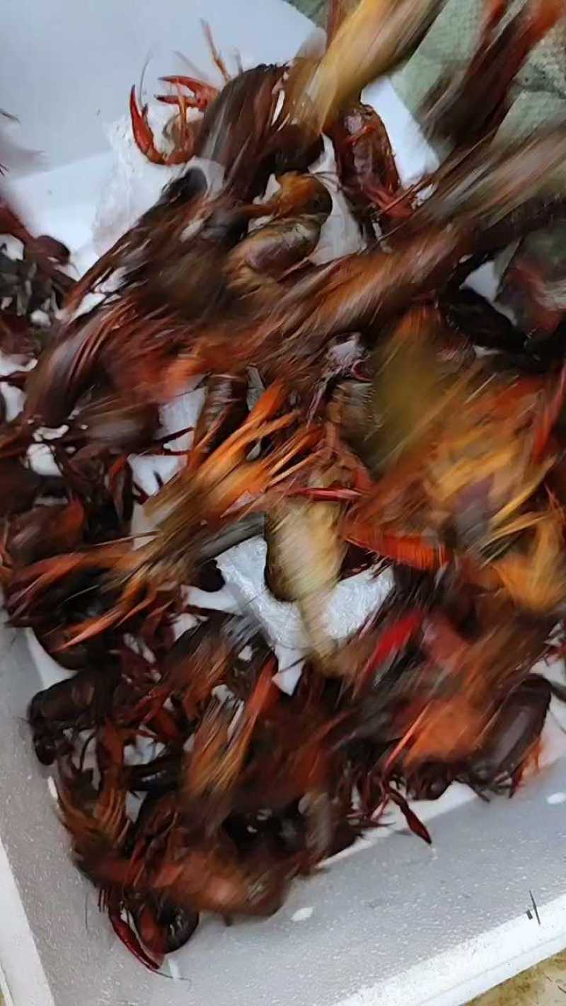 洪湖清水小龙虾，蟹塘虾价格详谈每日行情波动1-2元