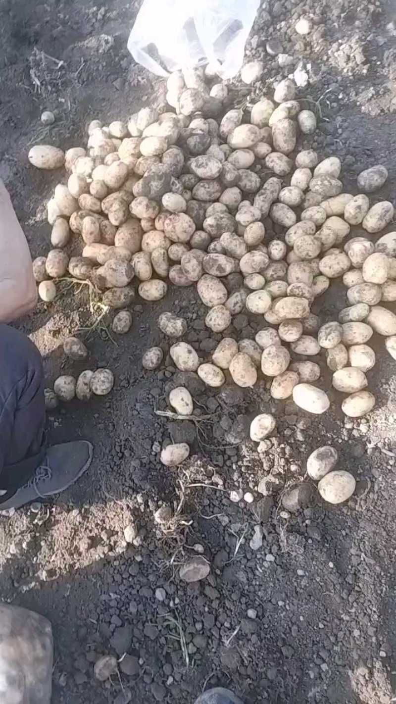 厂家货源，精选大果，散装批发。