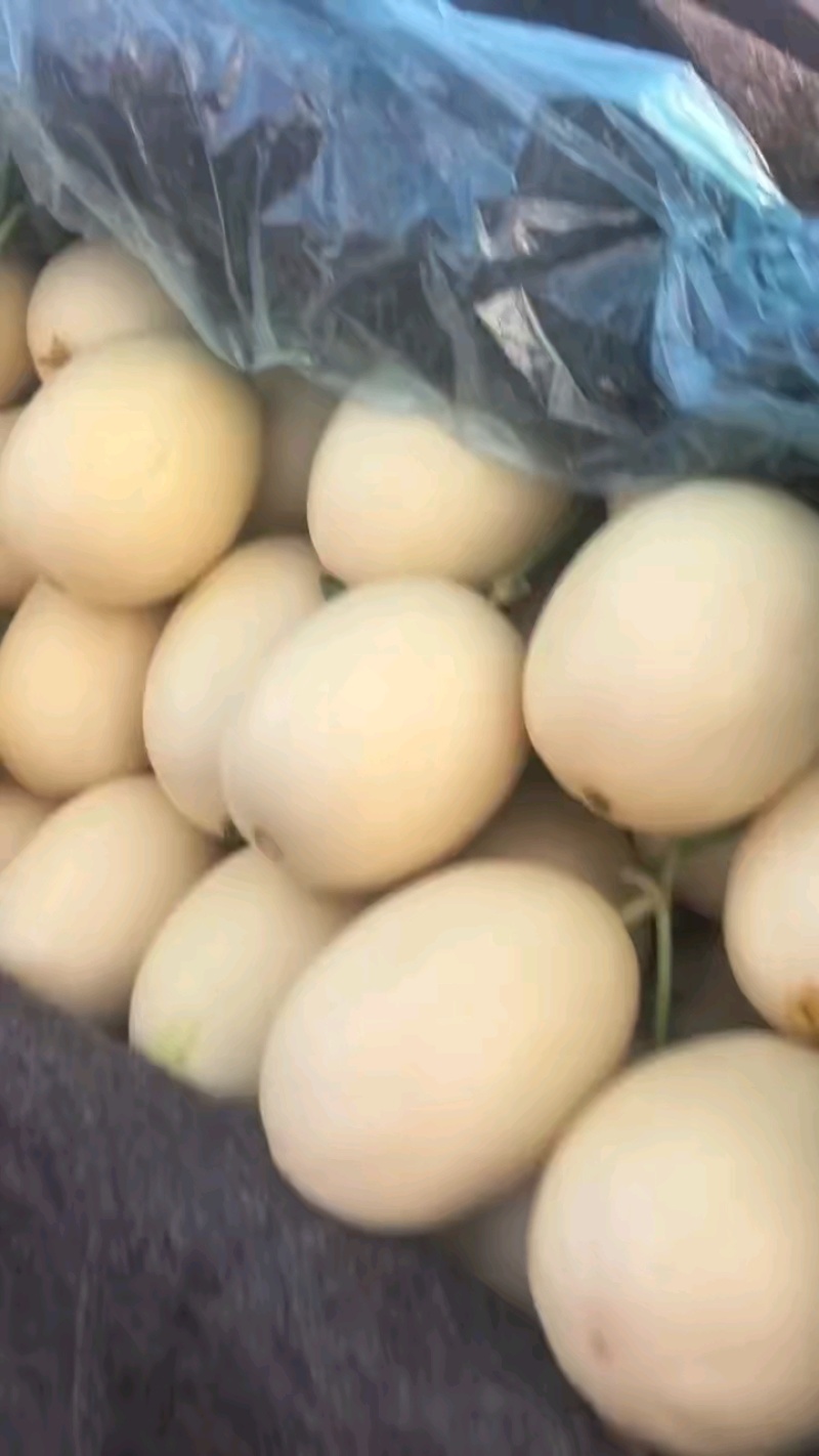 精品红金蜜脆甜多汁白皮红肉产地直发品质保证量大从优