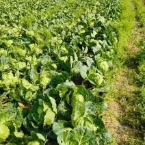 湖北圆包菜甘蓝大量供应可视频看货基地直发一手货源