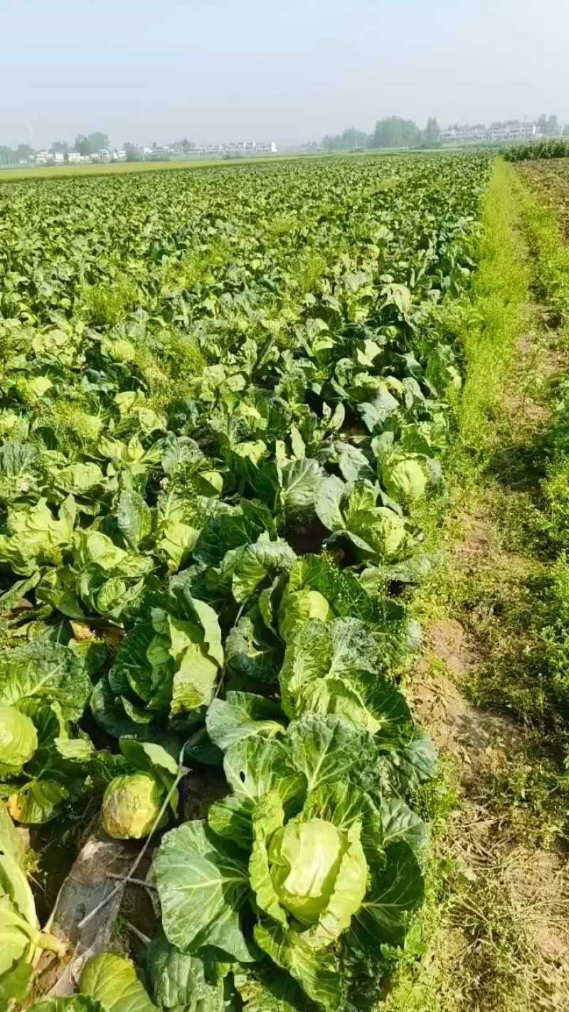 湖北圆包菜甘蓝大量供应可视频看货基地直发一手货源