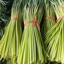 山东平邑精品红帽蒜薹，货源充足稳定质量优良，基地直发。