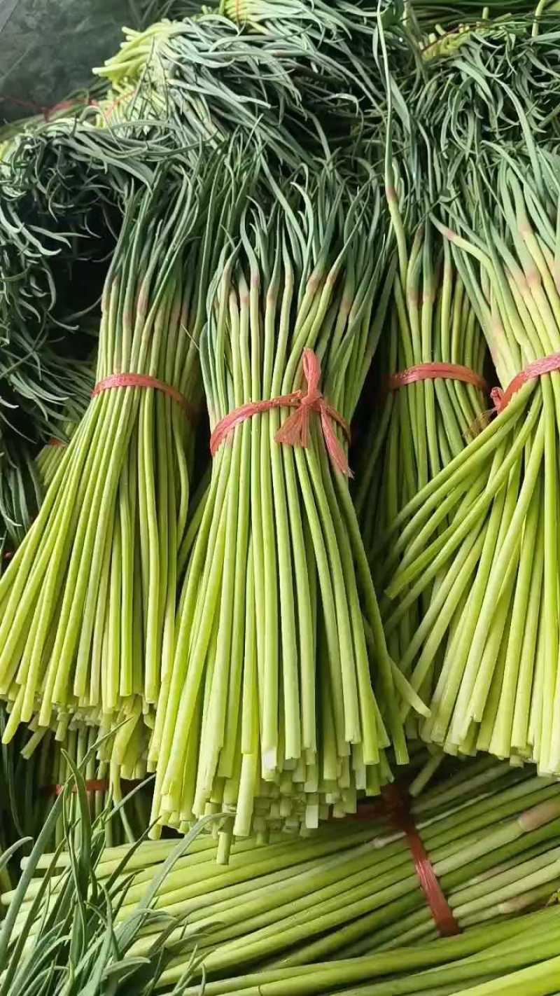 山东平邑精品红帽蒜薹，货源充足稳定质量优良，基地直发。