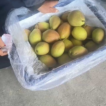 红箱酥梨大量有货，价格低质量好！