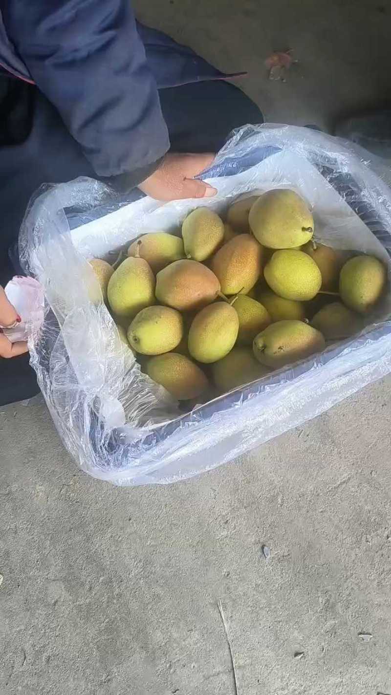 红箱酥梨大量有货，价格低质量好！