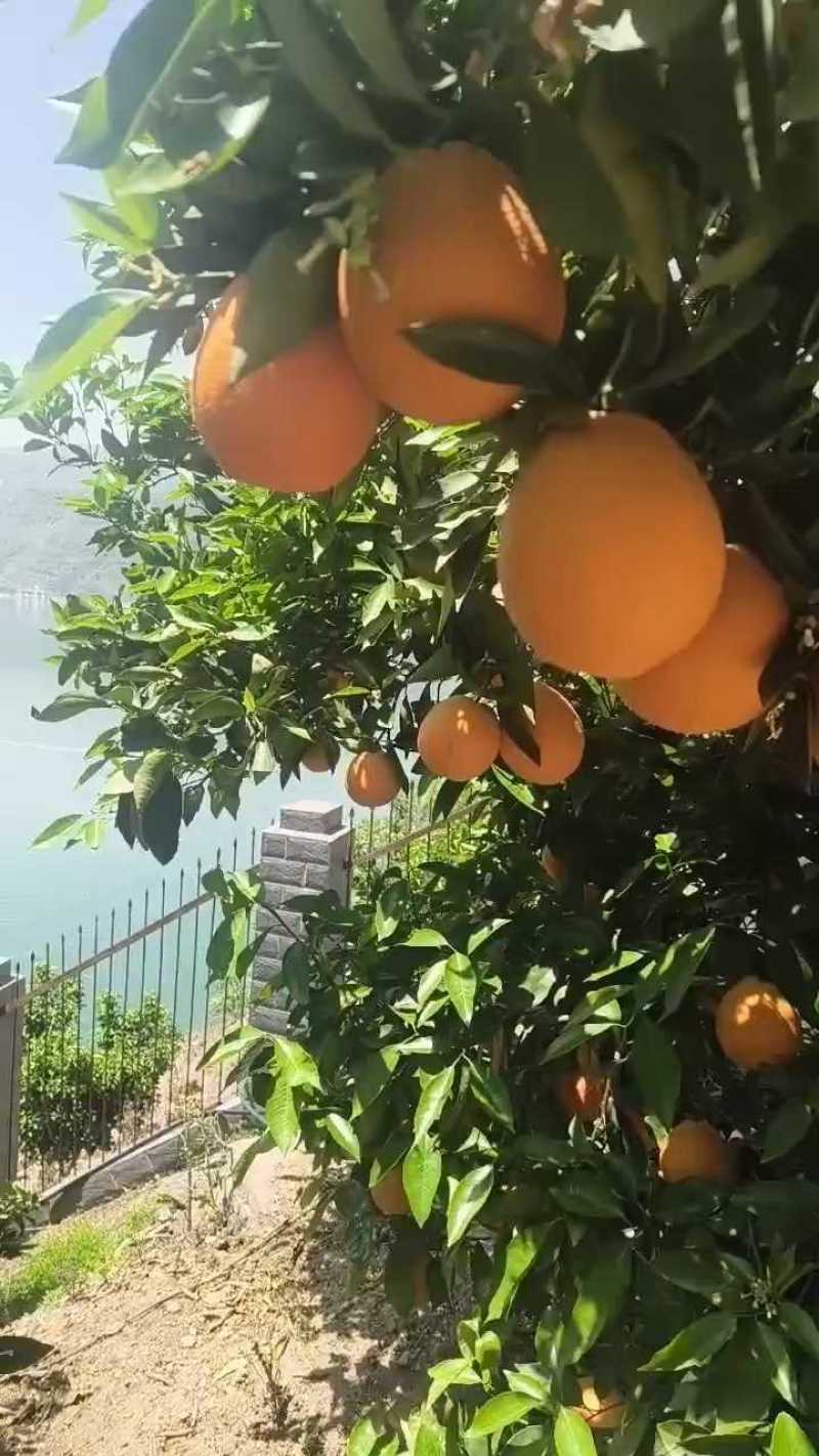 湖北精品伦晚脐橙产地直销以质论价诚信经营保证质量