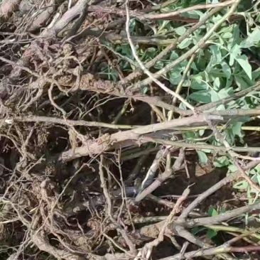 平阴玫瑰苗丰花二号玫瑰苗四季玫瑰苗冷香玫瑰苗中天玫瑰苗