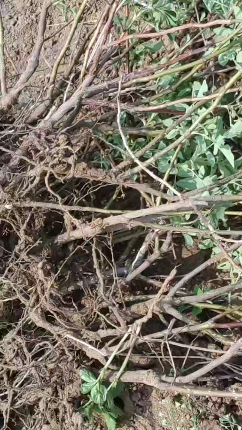 平阴玫瑰苗丰花二号玫瑰苗四季玫瑰苗冷香玫瑰苗中天玫瑰苗