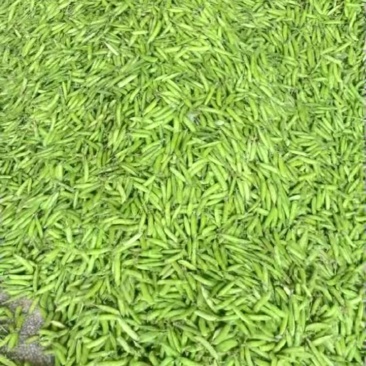 青豌豆