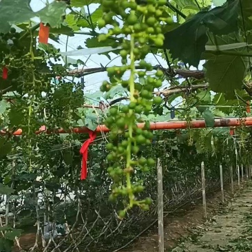 精品巨峰葡萄，环博巨峰葡萄，陆地巨峰。代购