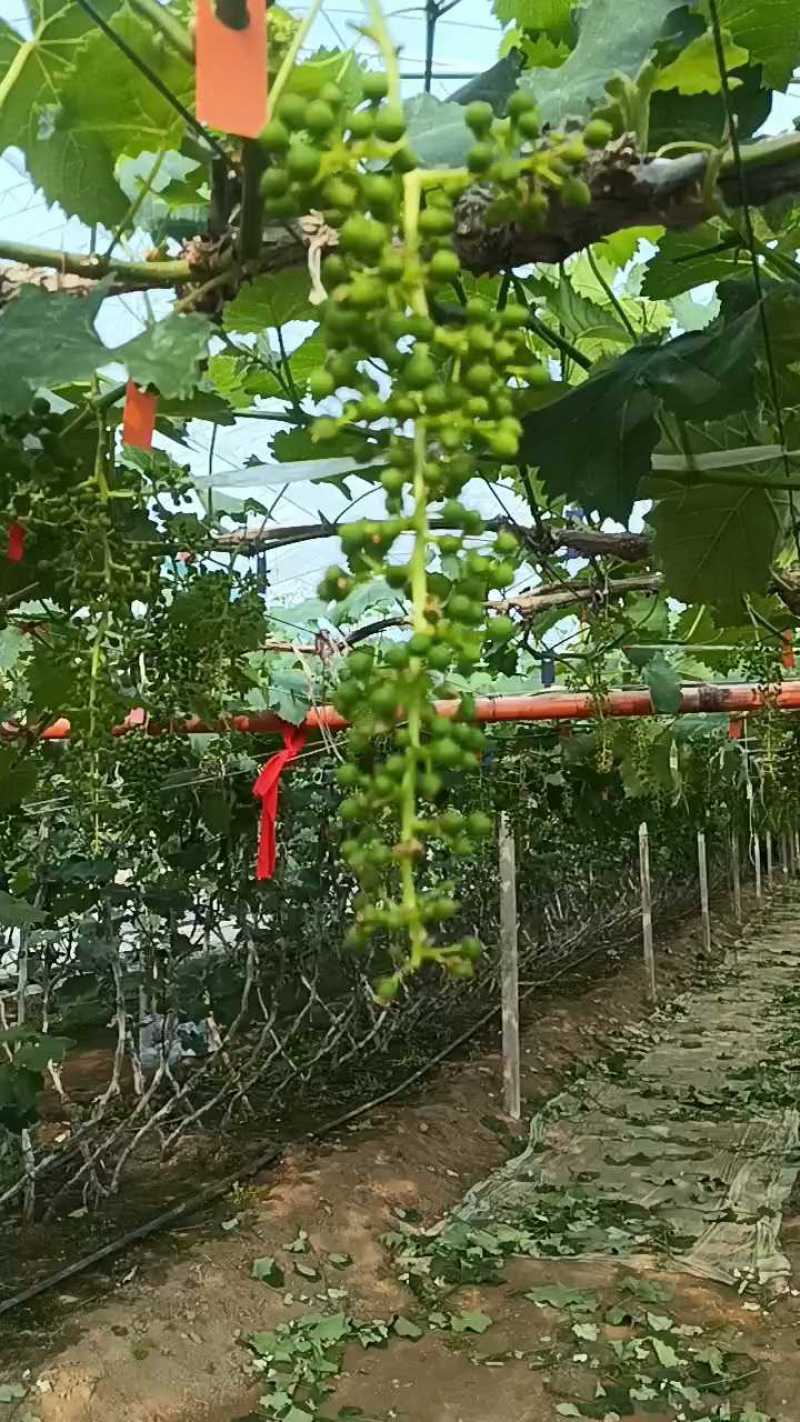 精品巨峰葡萄，环博巨峰葡萄，陆地巨峰。代购
