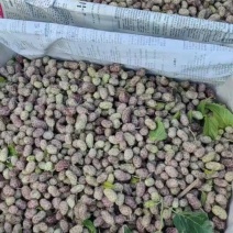 精品桑椹，桑葚基地批发