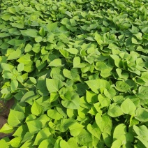 紫薯苗，哈密苗，板栗薯苗，红瑶苗，榴莲蜜薯苗，密薯苗——