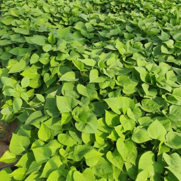 紫薯苗，哈密苗，板栗薯苗，红瑶苗，榴莲蜜薯苗，密薯苗——