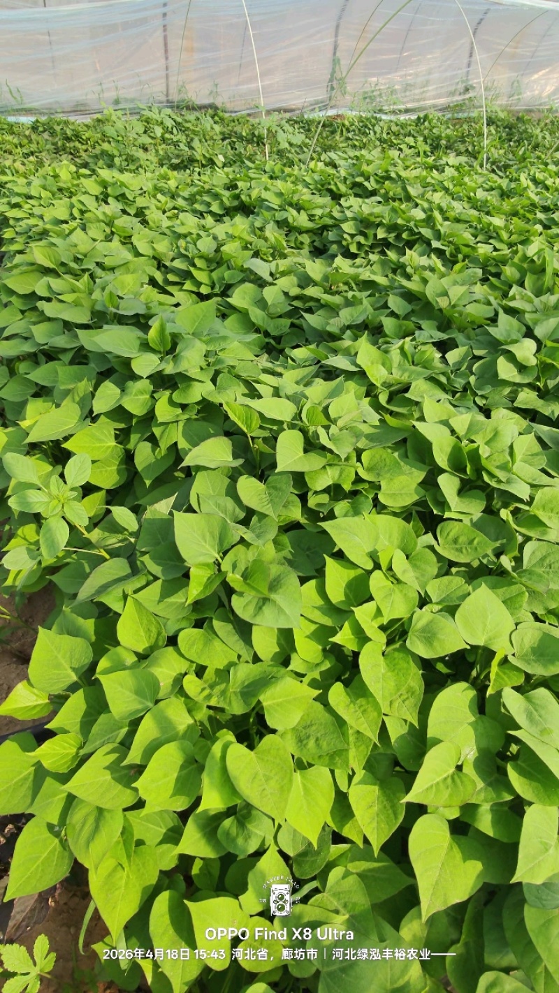 紫薯苗，哈密苗，板栗薯苗，红瑶苗，榴莲蜜薯苗，密薯苗——