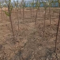 大红袍李子苗，自家苗圃繁育苗，保证纯度保证质量，死苗补发