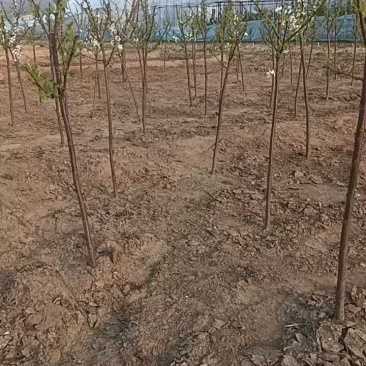 大红袍李子苗，自家苗圃繁育苗，保证纯度保证质量，死苗补发