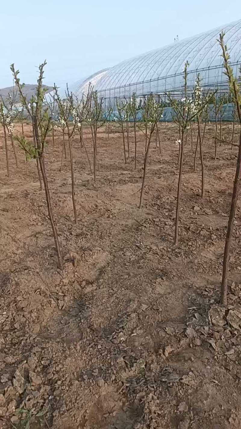 大红袍李子苗，自家苗圃繁育苗，保证纯度保证质量，死苗补发