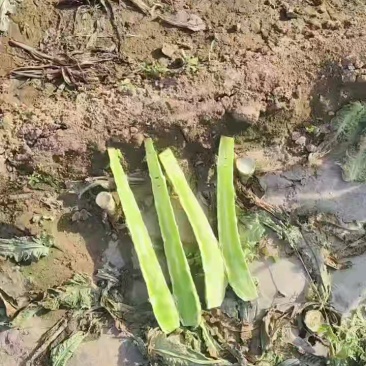 精品莴苣，杆子，通许产地一手货源大量供应需要的联系我