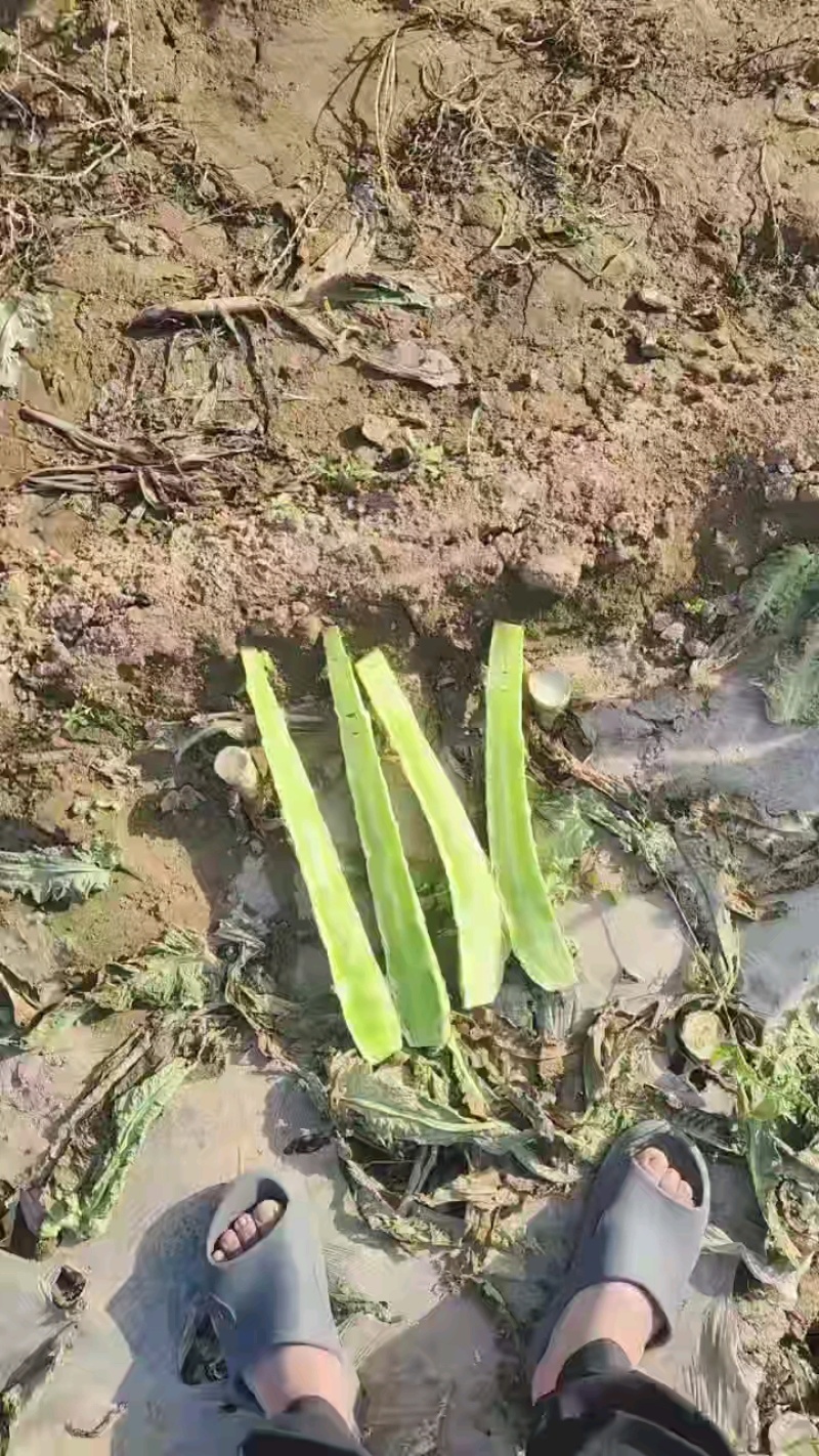精品莴苣，杆子，通许产地一手货源大量供应需要的联系我