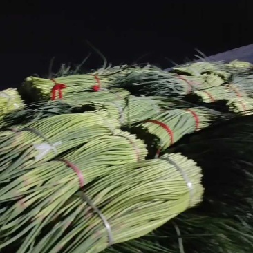 精品红帽蒜苔产地直发。超市，市场，电商支持视频看货。