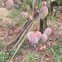 海南热带水果，贵妃芒，红金龙，市场货·电商货