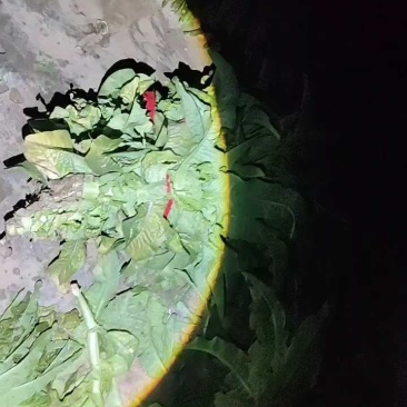 莴苣，莴笋大量供应，货源充足产地直发无空心视频看货