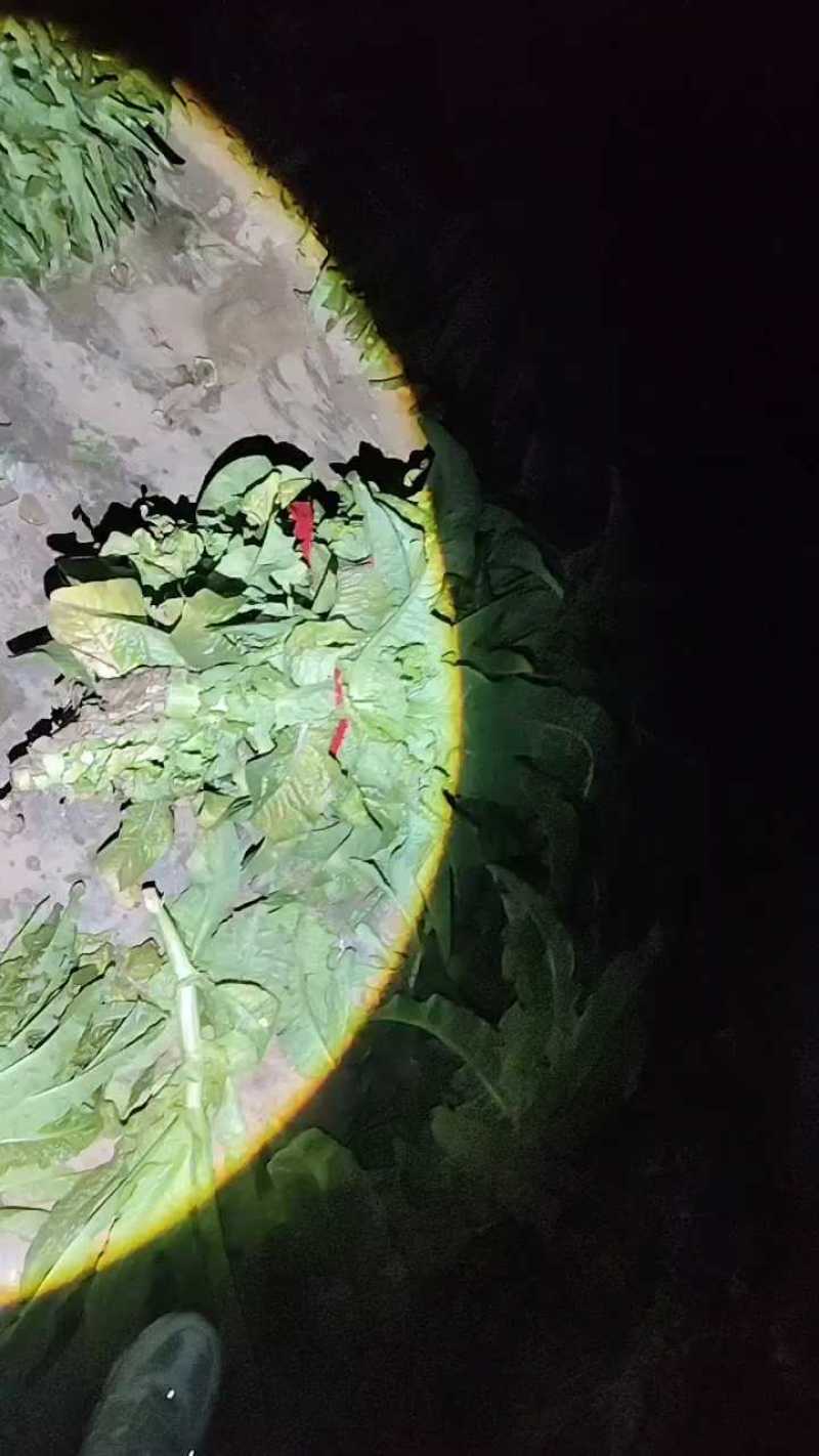 莴苣，莴笋大量供应，货源充足产地直发无空心视频看货
