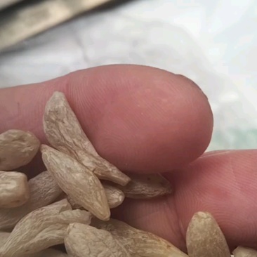 中药材麦冬