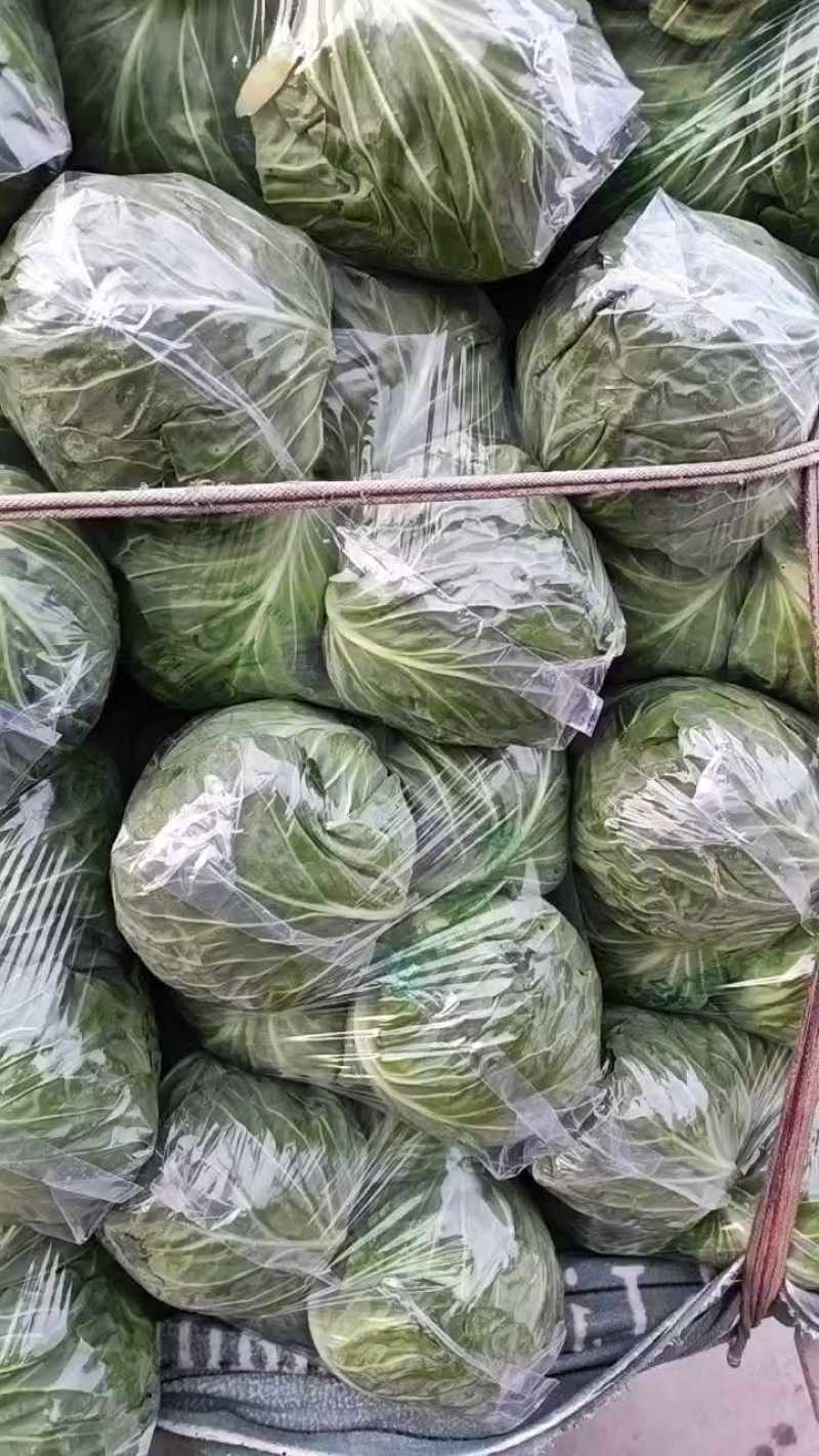 邯郸甘蓝大量到货，收货价0.35元起