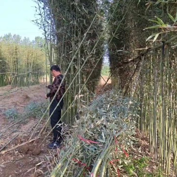 基地直销竹子品种纯正欢迎电话咨询