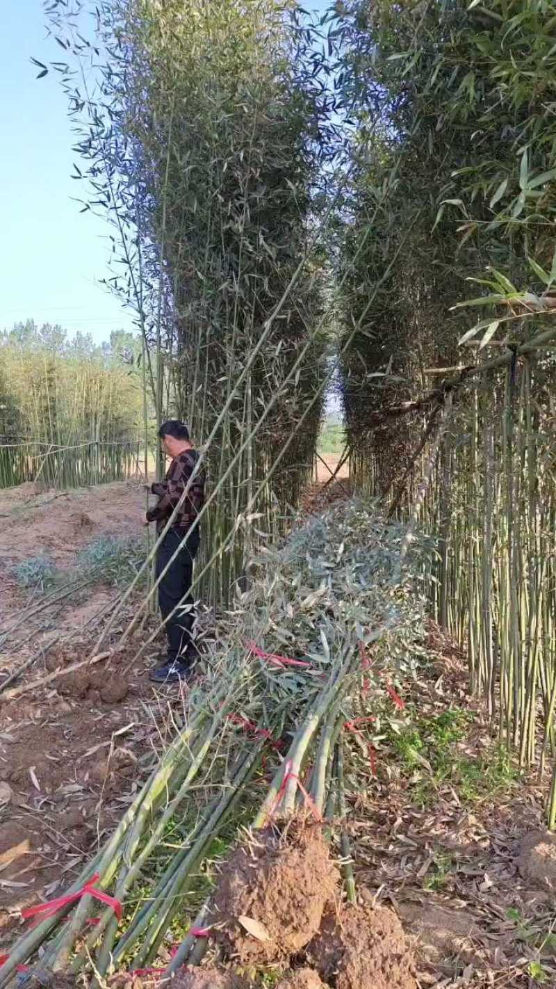 基地直销竹子品种纯正欢迎电话咨询