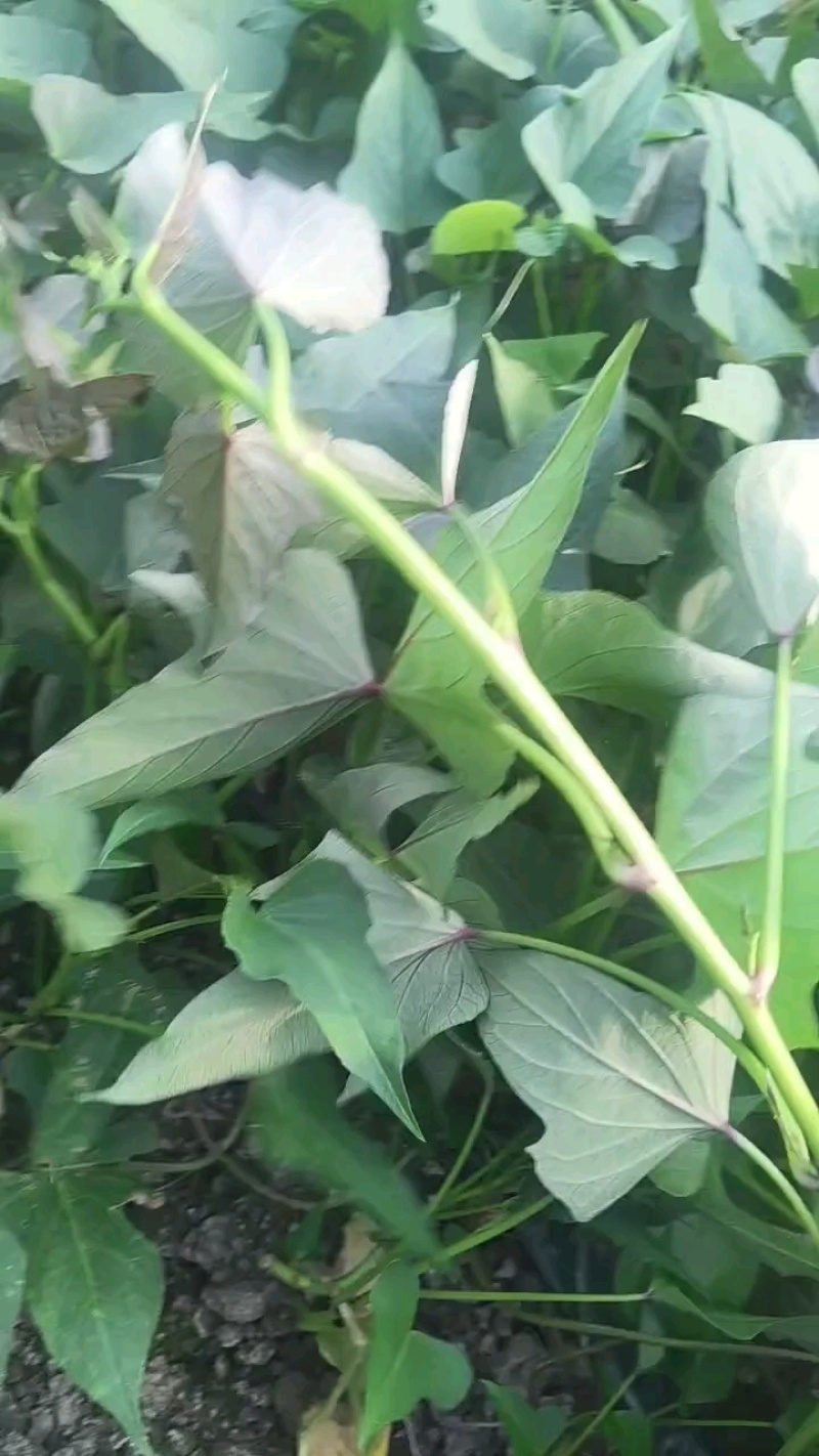 哈密红薯苗白哈密薯苗冰糖心红薯苗澳洲紫白红薯苗包回收