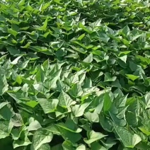 红薯苗西瓜红红薯苗商薯19红薯苗济薯26红薯苗龙薯
