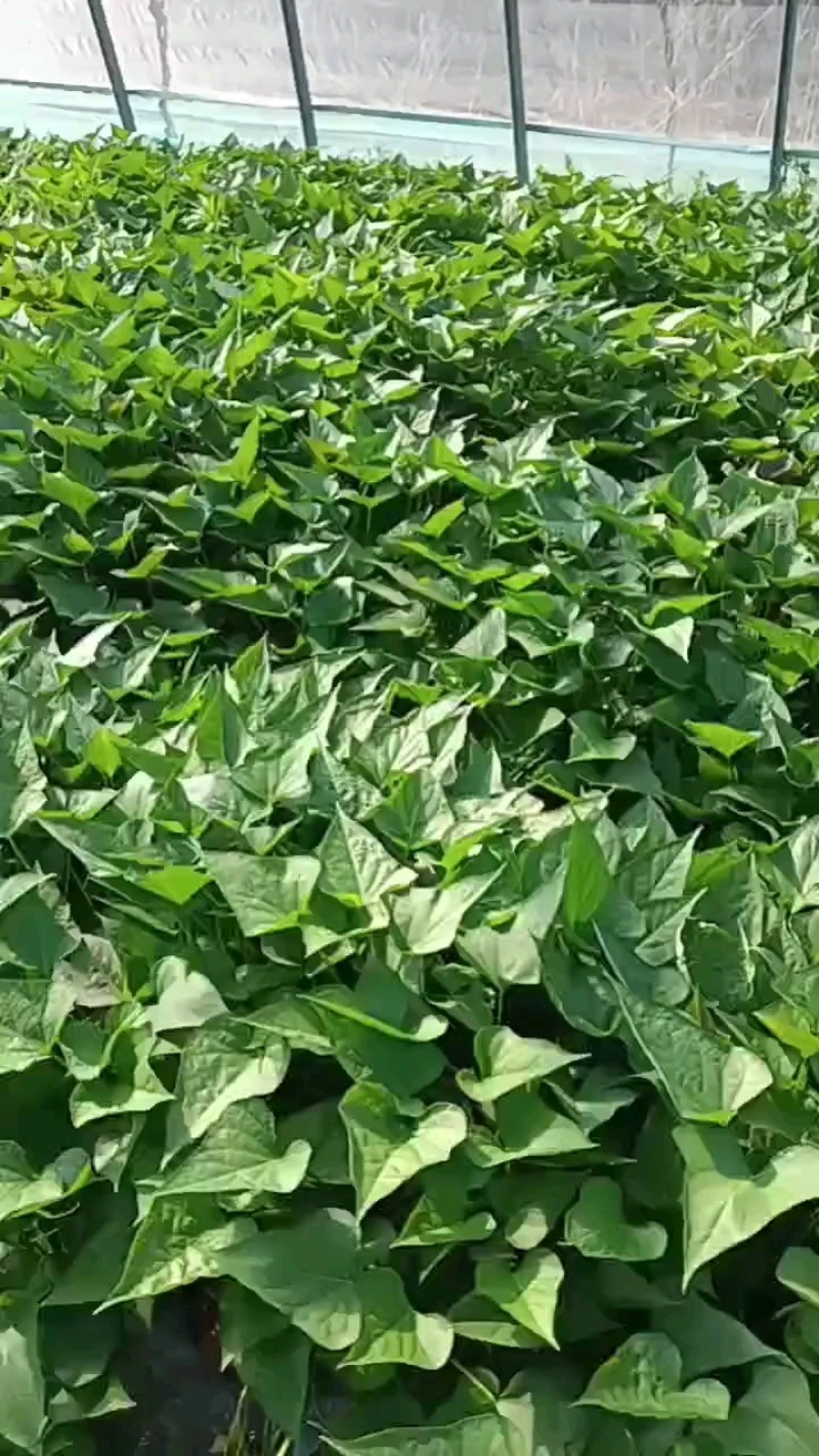红薯苗西瓜红红薯苗商薯19红薯苗济薯26红薯苗龙薯