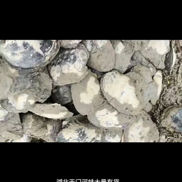湖北天门河蚌，河水直接打捞，**货源，全国发货，鲜活量大