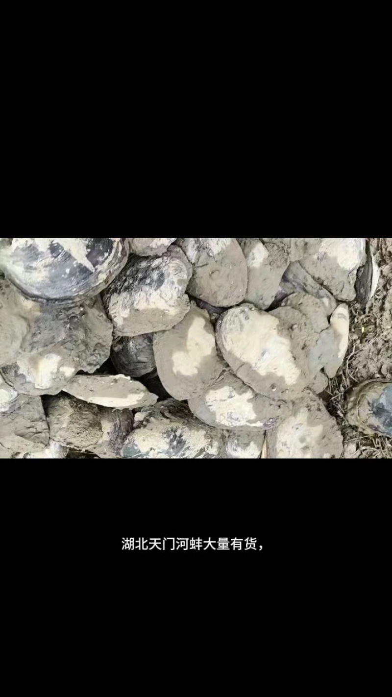 湖北天门河蚌，河水直接打捞，**货源，全国发货，鲜活量大