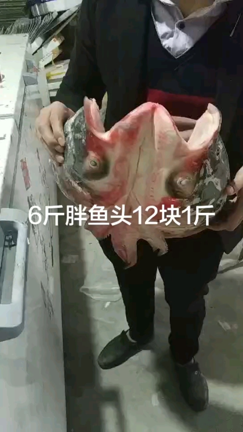 胖鱼头12元/斤，单只7斤多，最大20斤！