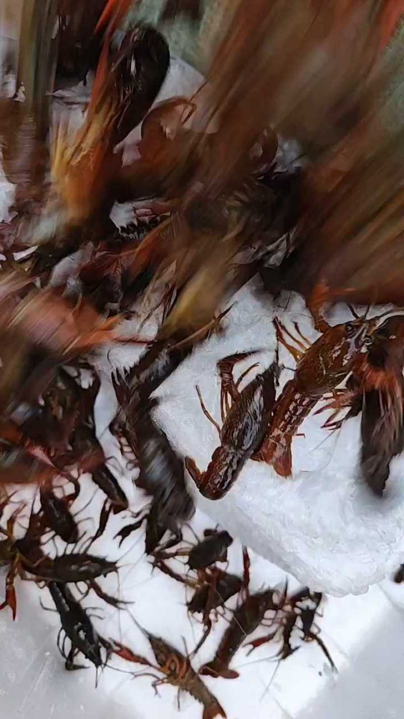 洪湖清水小龙虾，蟹塘虾价格详谈每日行情波动1-2元