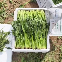 山东省滨州市绿色菠菜，各种超市电商大小规格都有，做工精细