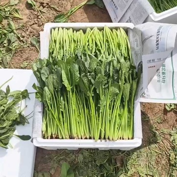 山东省滨州市菠菜，各种超市电商大小规格都有，做工精细