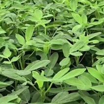 广东精品鲜花生，现挖现发，颗粒饱满，质量保证，全国发货